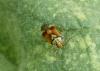 Lygus sp.